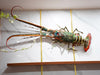  37-Inch Handmade Bamboo Lobster Model for Wall Decoration 